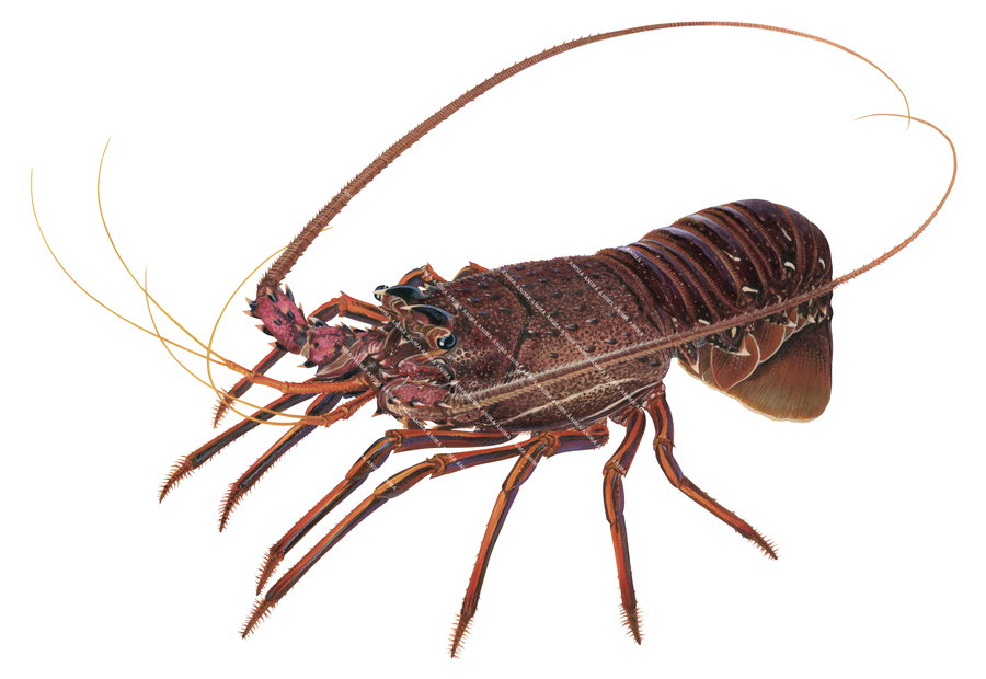 A detailed, realistic illustration of the Western Rock Lobster in alive position on white background, side view, the western Rock Lobster has a brown colour body.