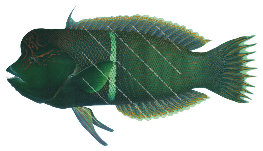 An accurate illustration of the Redblotched Wrasse on white background The fish has dark green and orange colouring with vertical stripes and big teeth, capturing the detailed underwater style of Roger Swainston.