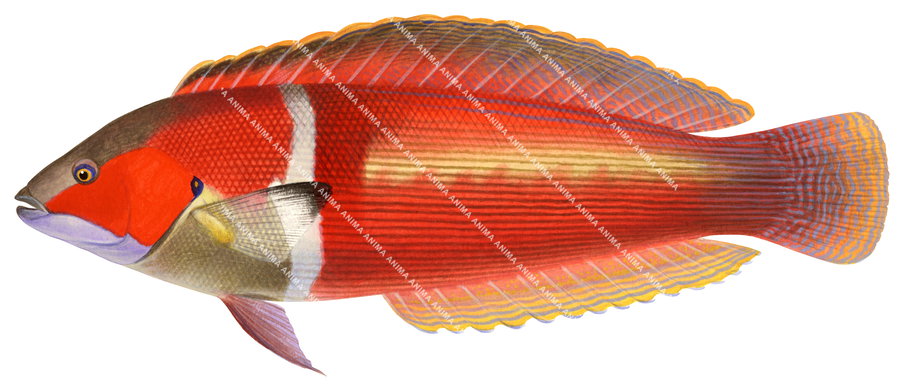 Anima Fish | High Resolution fish Illustration by Roger Swainston Animafish