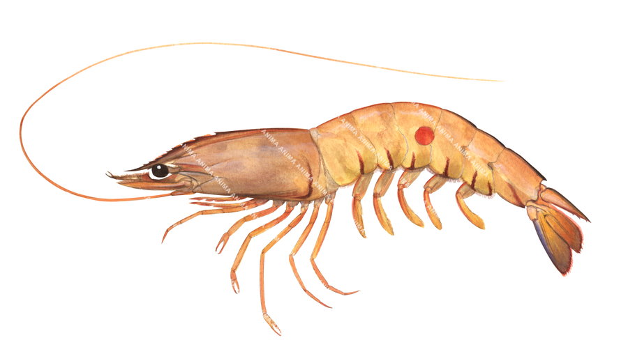 An accurate illustration of the King Redspot Prawn shown in profile against a white background with fine anatomical details.The prawn has on single red spot in the middle of its body.
