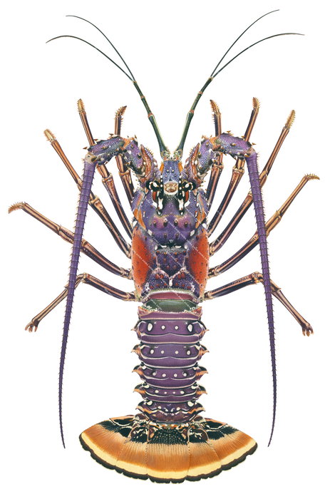 A realistic and detailed illustration of the Caribbean Rock Lobster on white background, the Rock Lobster has a purple body and main antennas with red body sides with some green parts and an orange and yellow tail, 