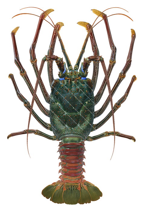 A realistic illustration of the Doublespined Rock Lobster with  green, blue and orange colour carapace on white background.
