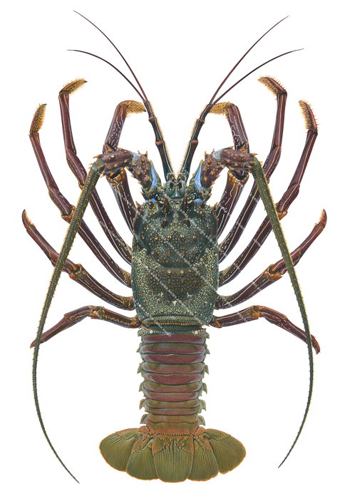 A realistic  illustration of the Doublespined Rock Lobster on white background with its green and brown carapace and orange patches on its tail.