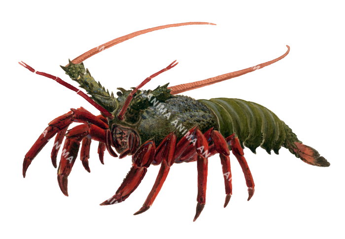A detailed, realistic  illustration of the Eastern Rock Lobster, alive position on white background, the rock lobster has a dark green body and red legs.