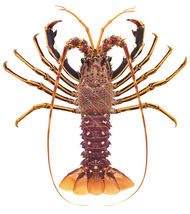 European Rock Lobster