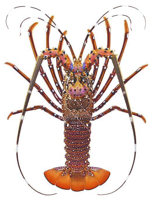 An accurate illustration of the Longlegged       Rock Lobster on white background  with its carapace mainly orange colour.