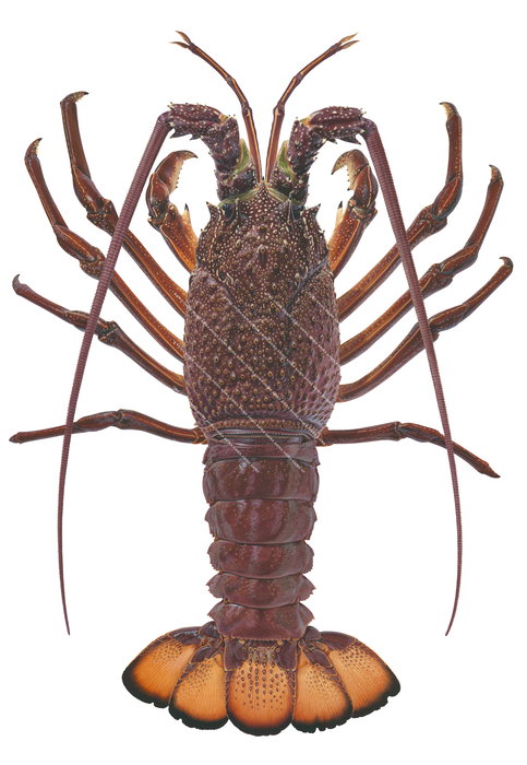 An accurate illustration of the Packhorse Rock Lobster, dorsal view on white background with it body mainly brown and dark orange colour.