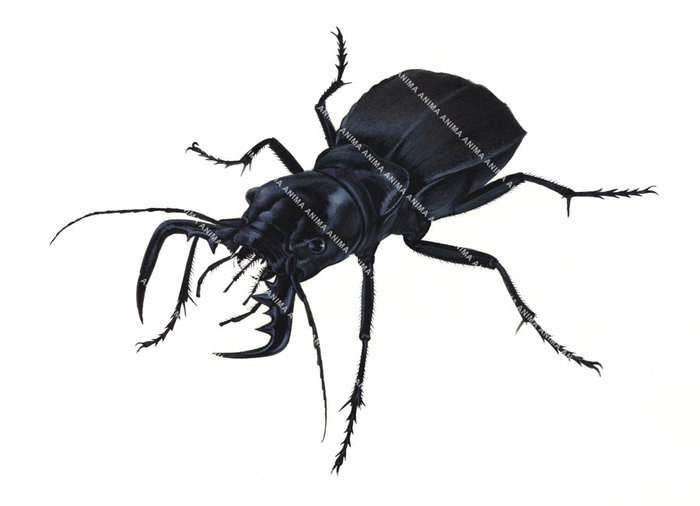 Mozambique Tiger Beetle