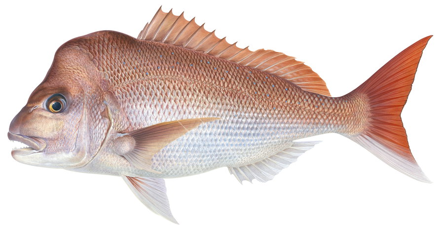 A scientific illustration  of a Pink Snapper fish, featuring a vibrant pink and orange coloration with a distinct hump on the forehead and a large lump on the snout. The pink snapper has a large indented caudal fin.