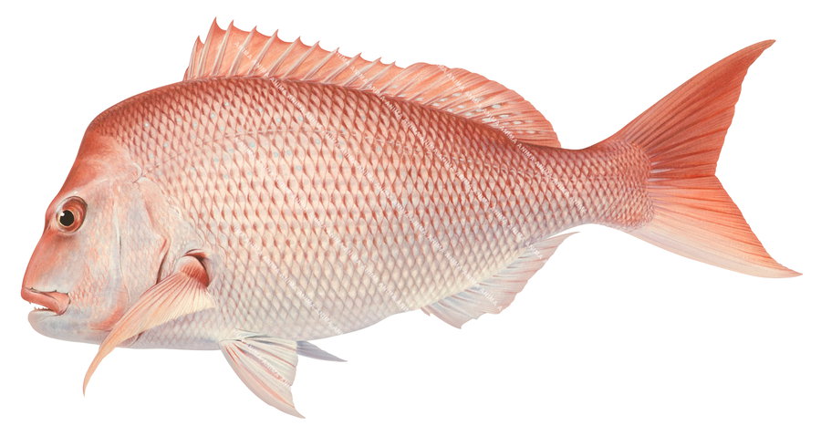 An accurate illustration of a swimming Pink Snapper. The Pink Snapper has a pink colouring, large scales and a indented caudal fin and it is displayed on white background.