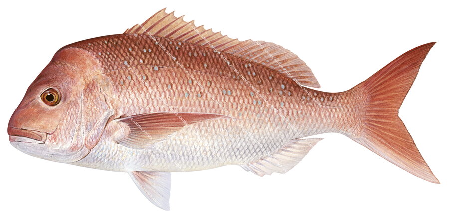 Scientific illustration of the Pink Snapper showing lateral view of an adult specimen with pink body colour and blue spots, displayed on a white background.