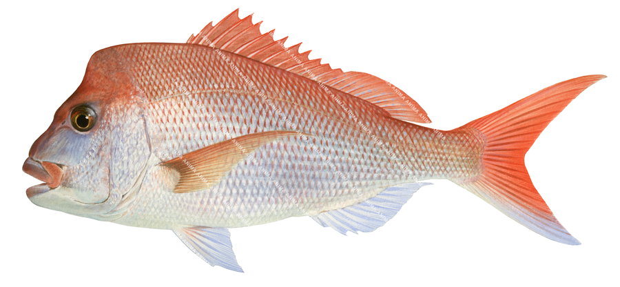 A scientific illustration of a pink snapper fish, with a predominantly pink and orange coloration on white background, lateral view.