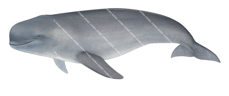 Finless Porpoise, Neophocaena phocaenoides|High Res Illustration by R ...