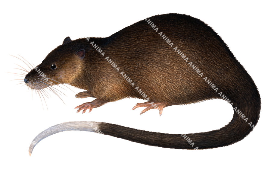Eastern Water Rats Water Rat,Hydromys chrysogaster|High quality Illustration by R. Swainston