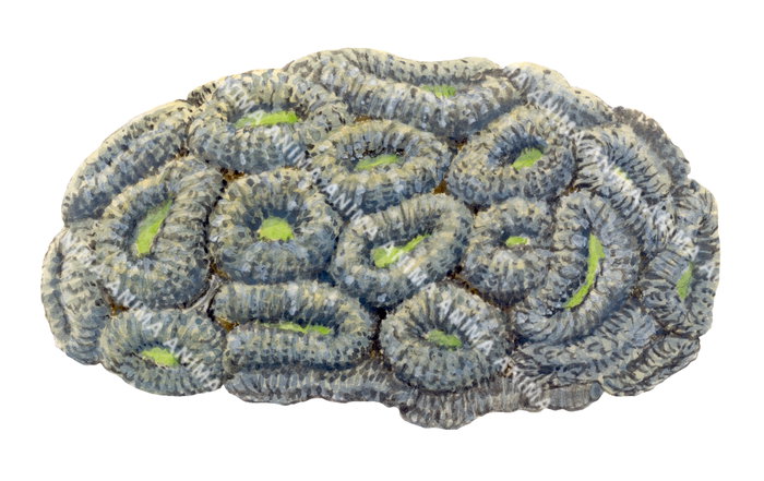 A realistic illustration of the Lobed brain Coral with grey and green colour isolated on white background.