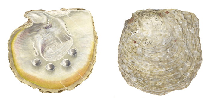 Two illustrations of Goldlip Pearl Oysters, one showing an inside view revealing the inner shell with possible pearl growths, and the other showing the oyster from the top.