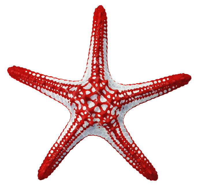 A scientific illustration of the Knobby Red Starfish displayed on white background with bright red and white coloring, the Sea star is showed from above. 