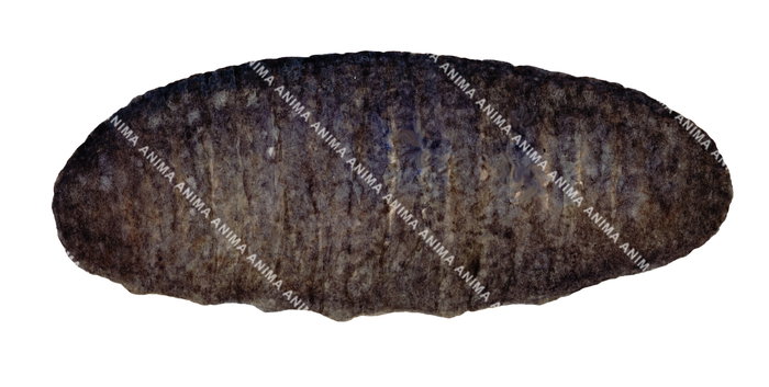 Scientific illustration of a Black Teafish Sea cucumber on white background.
