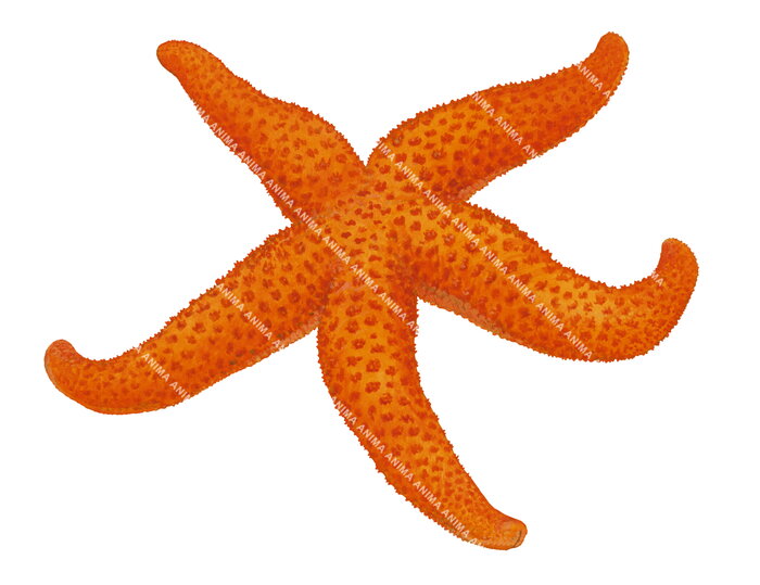 Starfish