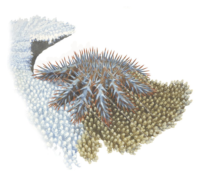 Realistic illustration of the Crown of Thorns Starfish in natural habitat, eating the coral, on white background.