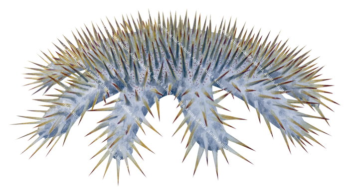 Illustration of a Crown of Thorns Starfish with a spiky surface.