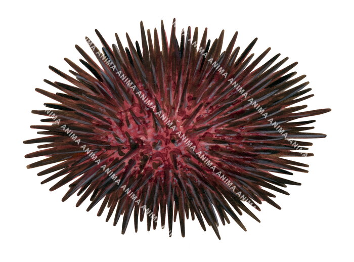 Urchin