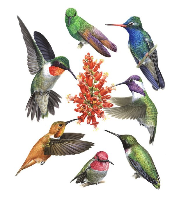 an illustration of seven Hummingbirds in different positions with vivid multicolour bodies.