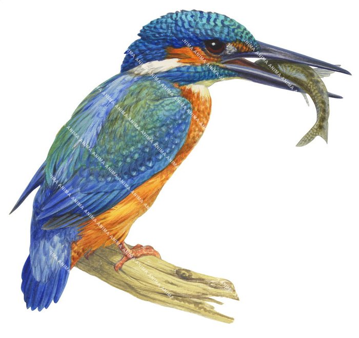 A close-up illustration of the Common Kingfisher. with a fish in its mouth, perched on a twig. The overall look is delicate and fluid, capturing both the elegance and detail of this bird.