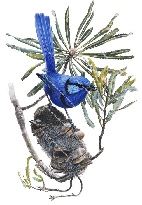 An illustration of the Splendid Fairy Wren on a Banksia pod. The overall look is realistic, capturing both the elegance and detail of the blue bird.