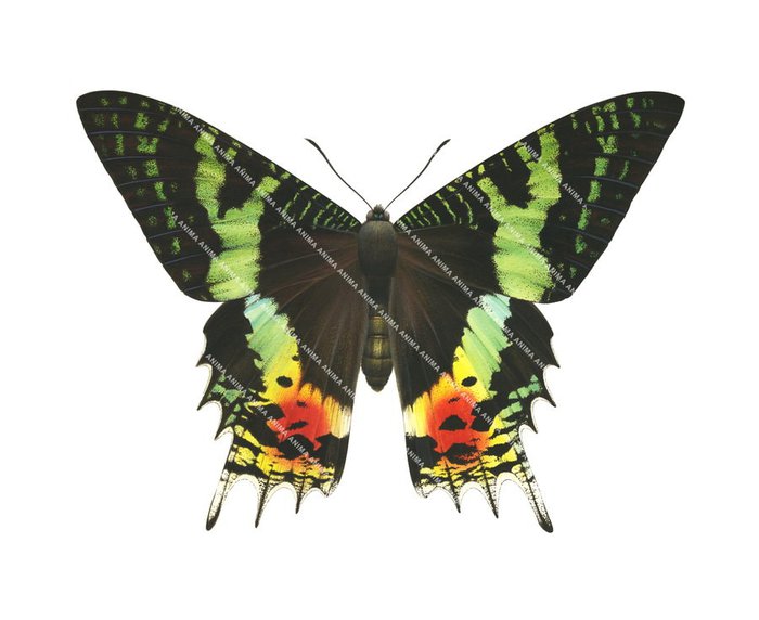 An illustration of a Sunset Moth, drawn with  naturalistic watercolor-style. The overall look is delicate, capturing both the elegance and detail of this magnificent moth.