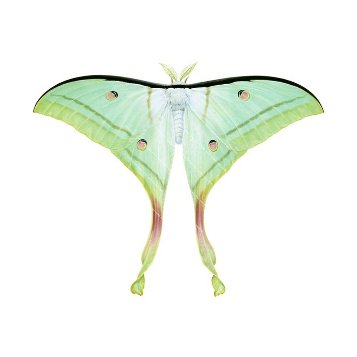 Realistic, detailed illustration of the Indian Moon Moth displayed on white background with green and yellowish colours ,