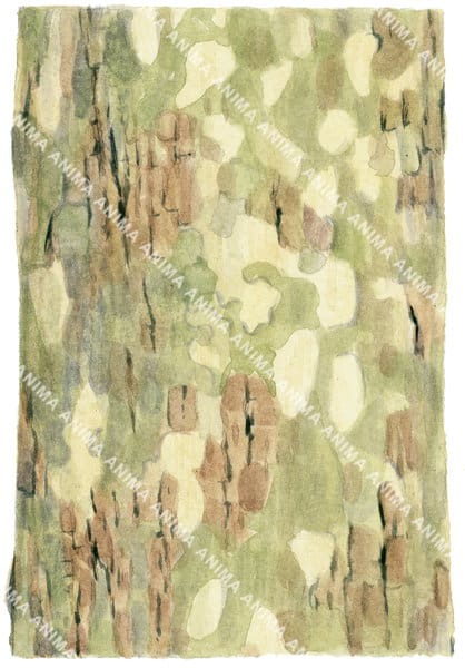 Tree Bark Fish Plane tree Bark,Platanus orientalis| Marine Images by Roger Anthony ...