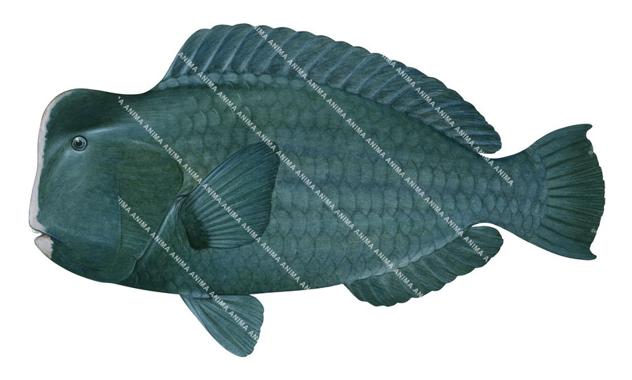 An accurate illustration of a Bumphead Parrotfish, predominantly green with a light grey colour on the front head.