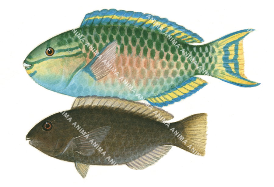 Realistic illustration of a male and female Chameleon Parrotfish with a white background. The male is depicted with a vibrant green and blue body, while the female has a more subdued brown colour. palette.