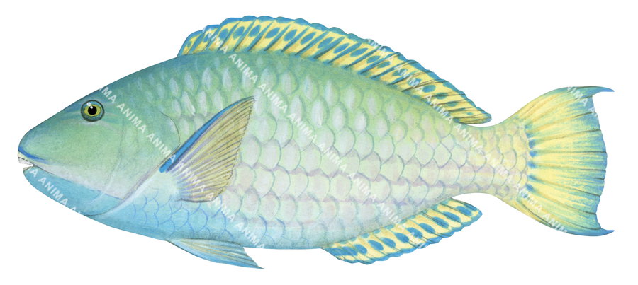 An illustration of  a Longnose Parrotfish, with a predominantly green and yellow coloration, side view on a white background.