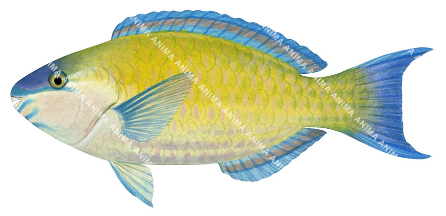 Accurate illustration of the Palenose Parrotfish with a yellow colour body and blue fins and tail. Side view.
