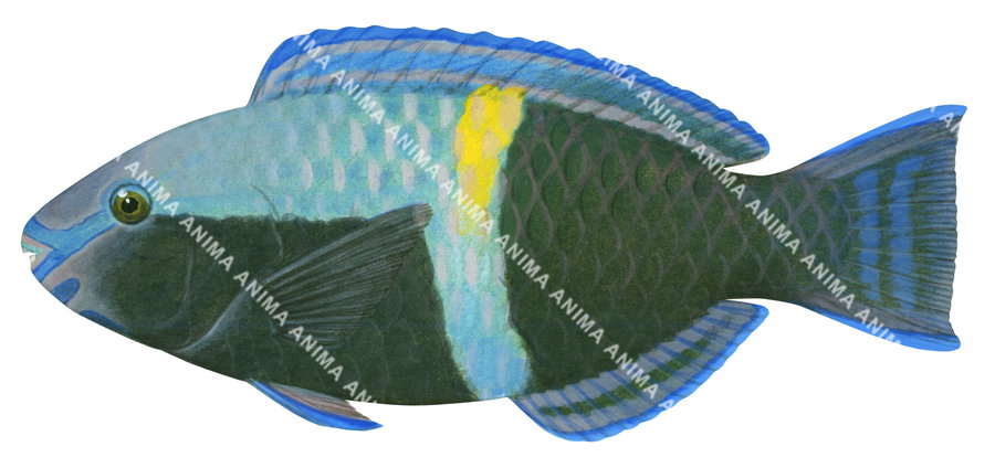 A detailed illustration of the male Schlegel's Parrotfish with blue and black colors, patterned scales and a yellow spot on its back, side view.