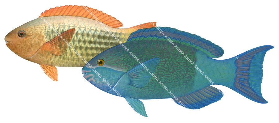 Realistic illustration of a male and female Sixband Parrotfish, with the female in orange and yellow and the male in blue and green colour.