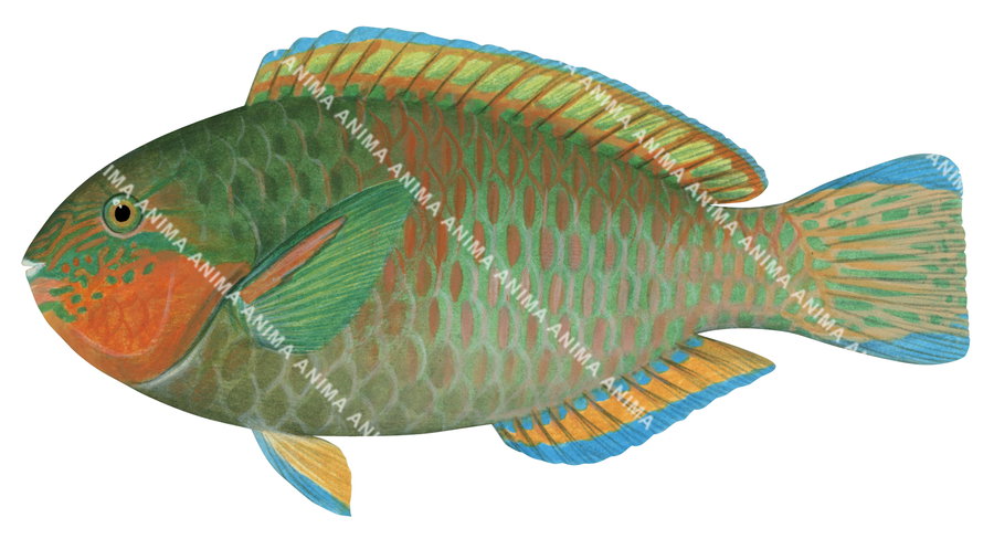 Detailed illustration of a Surf Parrotfish, side view, colourful on white background.