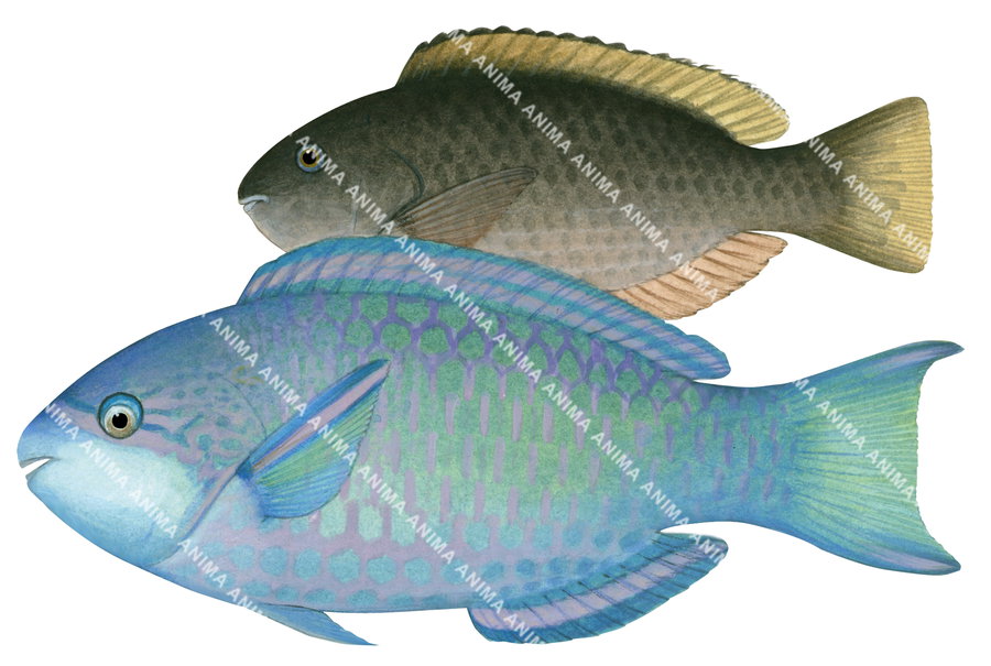 Illustration of two Violetline Parrotfish, with blue and green coloration for the female and brown colour for the male, side view.