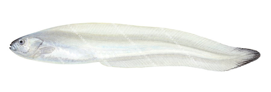 Detailed Illustration Limp Eelpout,side view and white background.