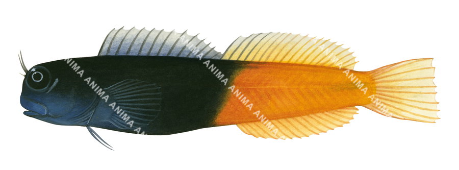 Illustration of a Bicolour Combtooth Blenny with black upper body and orange lower body on white background.