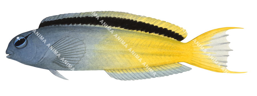 Fish illustration on white background of the Eyelash Fangblenny, side view with a grey blue upper body and yellow lower body.