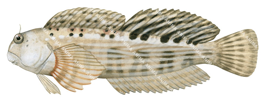 A close up illustration of  a Wavyline Rockskipper  with a rock-like appearance and wavy lines on its body on side view.