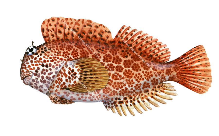 A fish illustration of a leopard blenny, with a red and orange coloration and black spots, side view, white background.