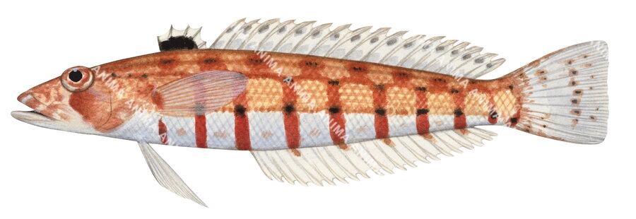 A realistic illustration of a Doublestitch Grubfish, showing the fish's body and fins with a predominantly orange, red and white coloration.