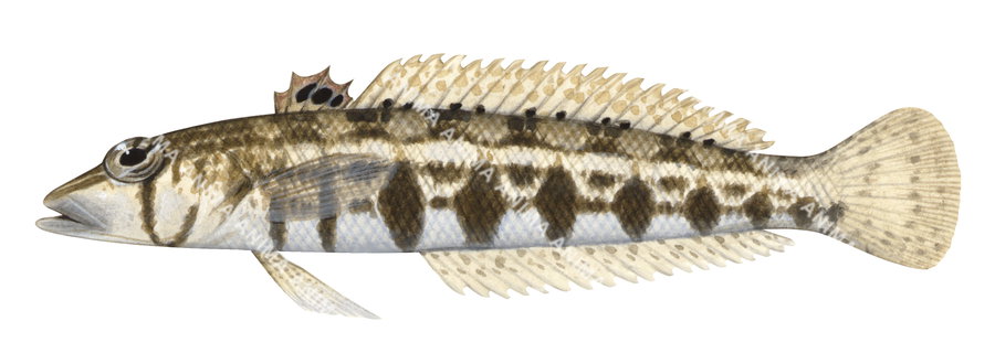 A realistic illustration of a Sharpnose Grubfish, showing the fish's body and head with a patterned skin and small fins.