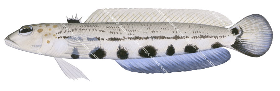 A realistic illustration of a Spotted Grubfish, showing the fish in a side view with black spotted pattern on its body and a blue ventral fin.