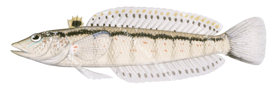 Illustration of a Wavy Grubfish, showing the side profile on white background.