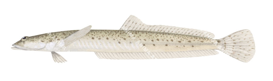 Illustration of an Obtuse Duckbill, showing a side profile with detailed texturing and a small fin.